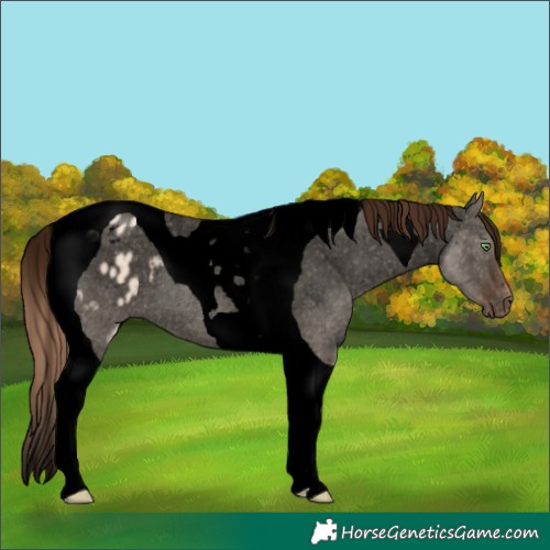 Horse Color:Void Gold Champagne Dun Tobiano Appaloosa 
