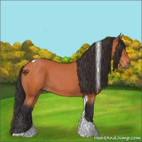 Horse Color:Bay Tobiano 