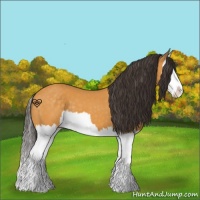 Horse Color:Buckskin Splash 