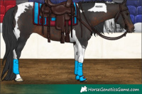 Horse Color:Brown Tobiano 