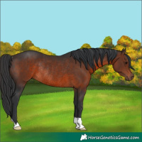 Horse Color:Brown Rabicano 