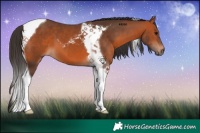 Horse Color:Bay Tobiano 