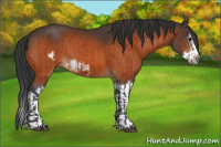 Horse Color:Bay Splash Frame and Bay Splash Frame