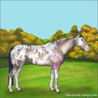 Horse Color:Painted Bay Ice Onyx Tobiano Appaloosa