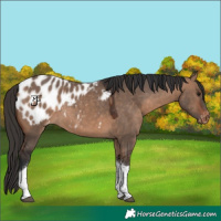 Horse Color:White Spotted Bay Dun Tobiano Blanket Rabicano