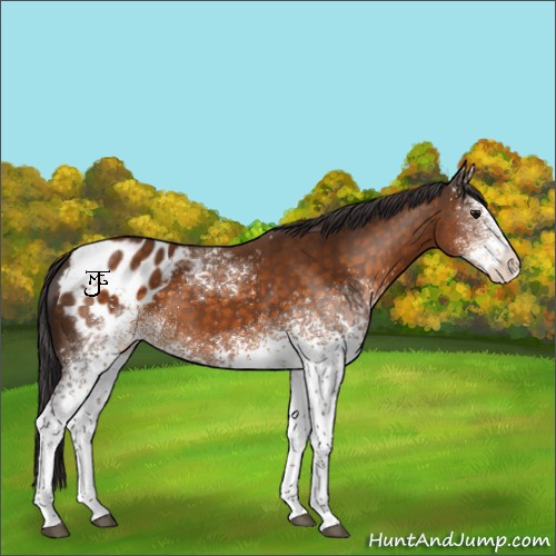 Horse Color:White Spotted Buckskin Appaloosa 