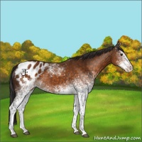 Horse Color:White Spotted Buckskin Appaloosa