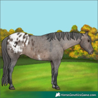 Horse Color:Brown Dun Sabino Blanket Rabicano 
