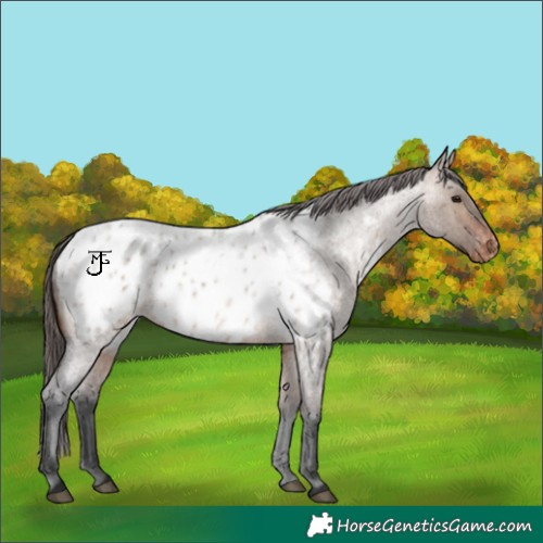 Horse Color:White Spotted Brown Roan Dun Near Leopard Rabicano 