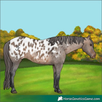 Horse Color:White Spotted Brown Dun Appaloosa 
