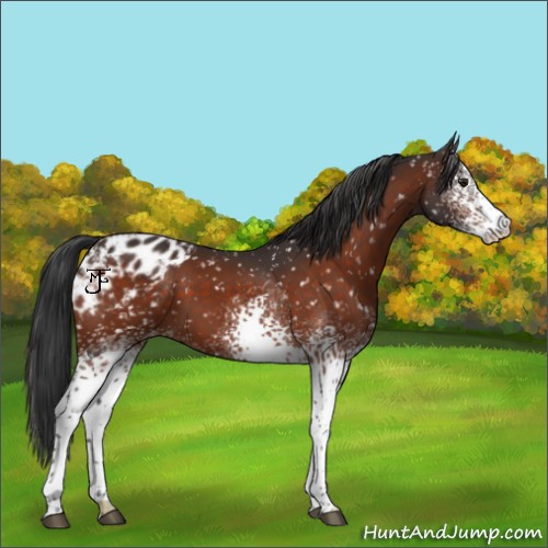 Horse Color:White Spotted Brown Appaloosa 