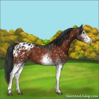 Horse Color:White Spotted Brown Appaloosa 