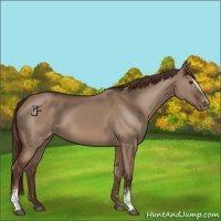 Horse Color:White Spotted Liver Red Dun Varnish Rabicano 