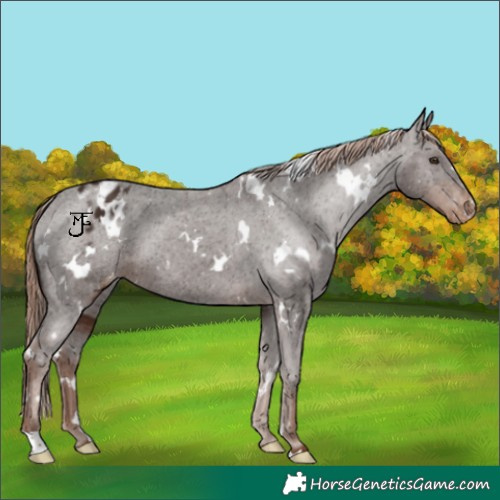 Horse Color:White Spotted Liver Chestnut Varnish 