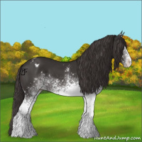 Horse Color:White Spotted Smoky Black Appaloosa 