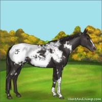 Horse Color:White Spotted Smoky Black Near Fewspot