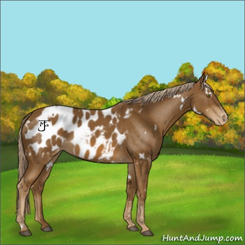 Horse Color:White Spotted Chocolate Palomino Blanket