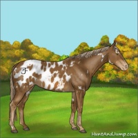 Horse Color:White Spotted Chocolate Palomino Appaloosa