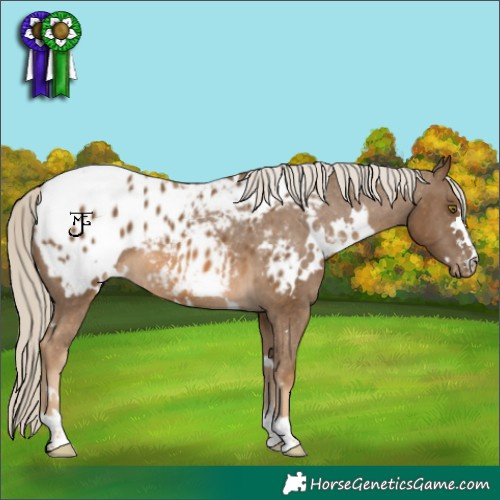 Horse Color:White Spotted Chocolate Palomino Appaloosa 