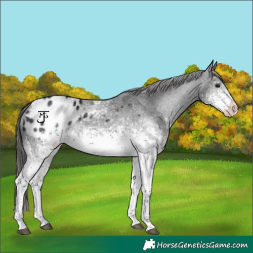Horse Color:White Spotted Black Appaloosa 