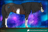 Horse Color:White Spotted Brown 