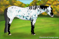 Horse Color:White Spotted Brown Ice