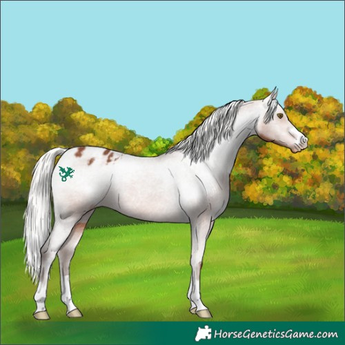 Horse Color:Silver Bay Appaloosa 