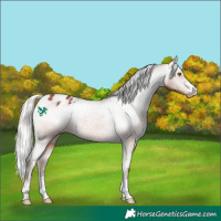 Horse Color:Silver Bay Appaloosa