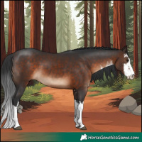 Horse Color:White Spotted Brown