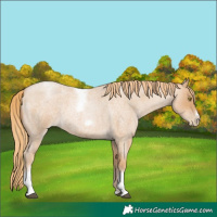Horse Color:Red Roan Pearl Tobiano Frame 