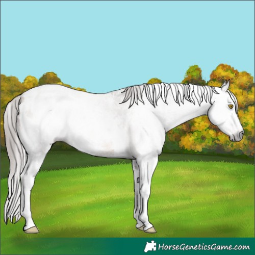 Horse Color:Gray Amber Champagne Sabino Blanket 