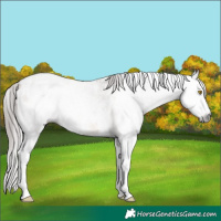 Horse Color:Gray Amber Champagne Sabino Blanket 
