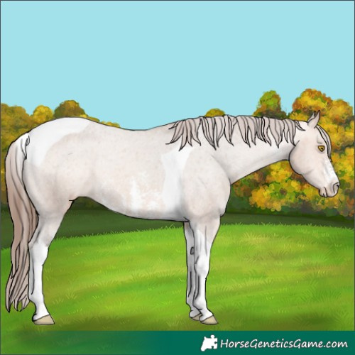Horse Color:Amber Champagne Sabino Tobiano Appaloosa Rabicano 