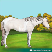 Horse Color:Amber Champagne Sabino Tobiano Varnish Rabicano 