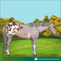 Horse Color:Brown Tobiano Appaloosa 
