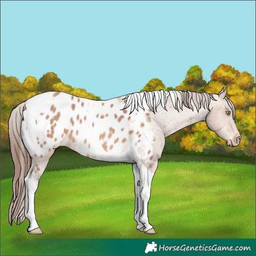 Horse Color:Sable Champagne Tobiano Blanket