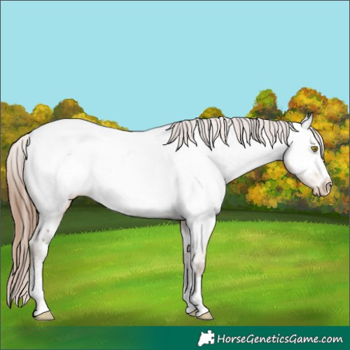 Horse Color:Amber Champagne Sabino Appaloosa 