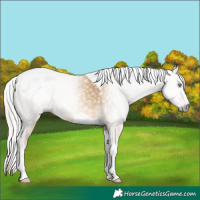 Horse Color:Gray Silver Amber Cream Champagne Tobiano