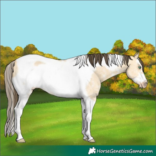 Horse Color:Amber Cream Champagne Dun Sabino Splash Tobiano Frame Rabicano