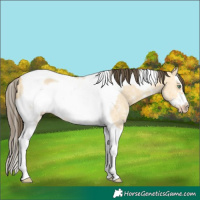 Horse Color:Amber Cream Champagne Dun Sabino Splash Tobiano Frame Rabicano 