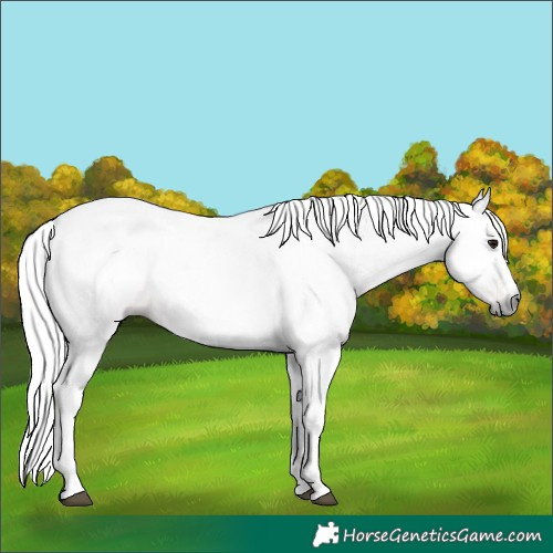 Horse Color:Gray Bay Sabino Splash Tobiano 