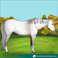 Horse Color:Gray Bay Tobiano 