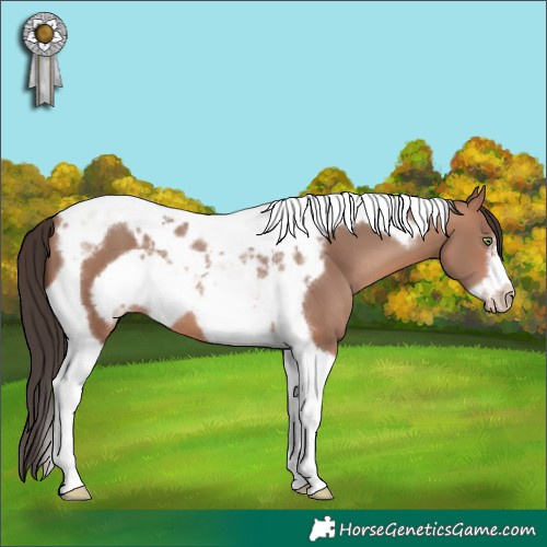 Horse Color:Sable Champagne Tobiano Frame