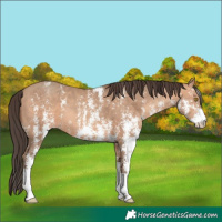 Horse Color:Amber Champagne Sabino 