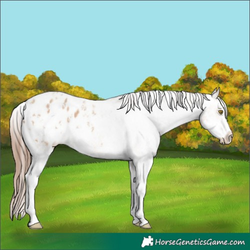 Horse Color:Amber Champagne Sabino Blanket 
