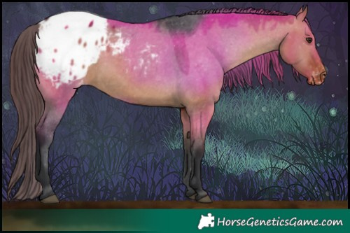 Horse Color:Brown Dun Appaloosa 