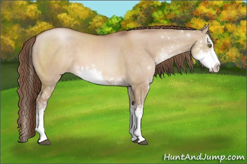 Horse Color:Brown Pearl Dun Sabino
