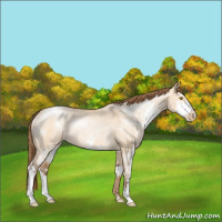 Horse Color:Brown Pearl Dun Sabino Rabicano 