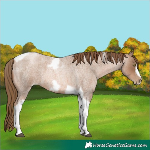 Horse Color:Liver Red Roan Pearl Tobiano Frame 
