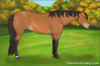 Horse Color:Buckskin 